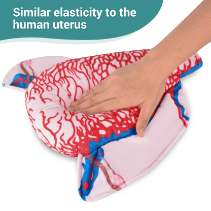 Cloth Uterus Teaching Model Showing Vertical Cut