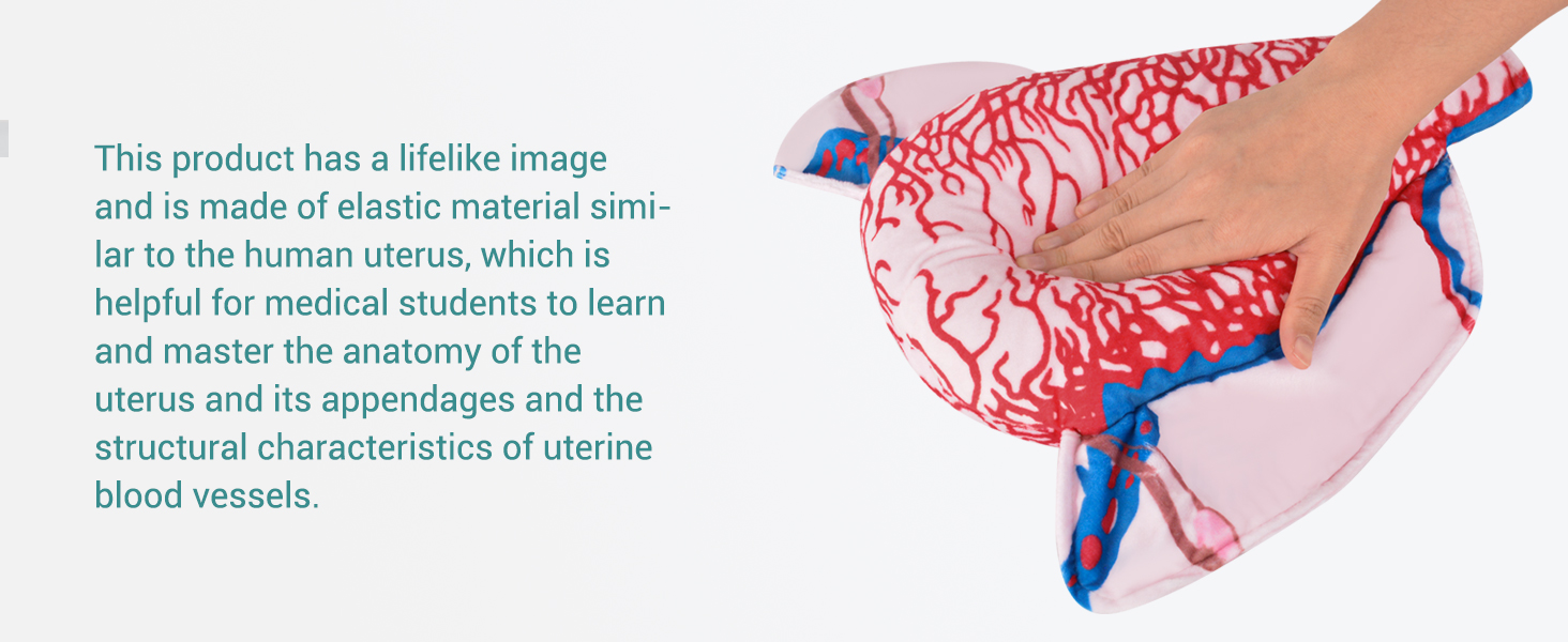 Cloth Uterus Incision Educational Model
