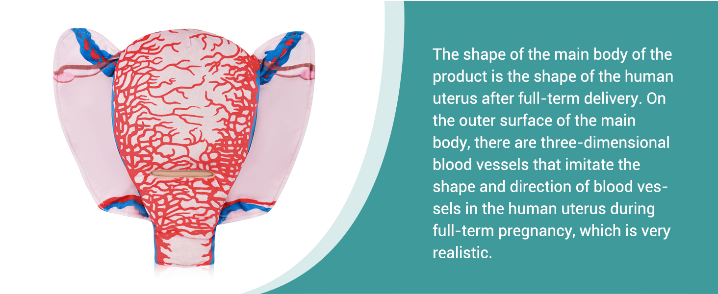 Cloth Uterus Incision Educational Model