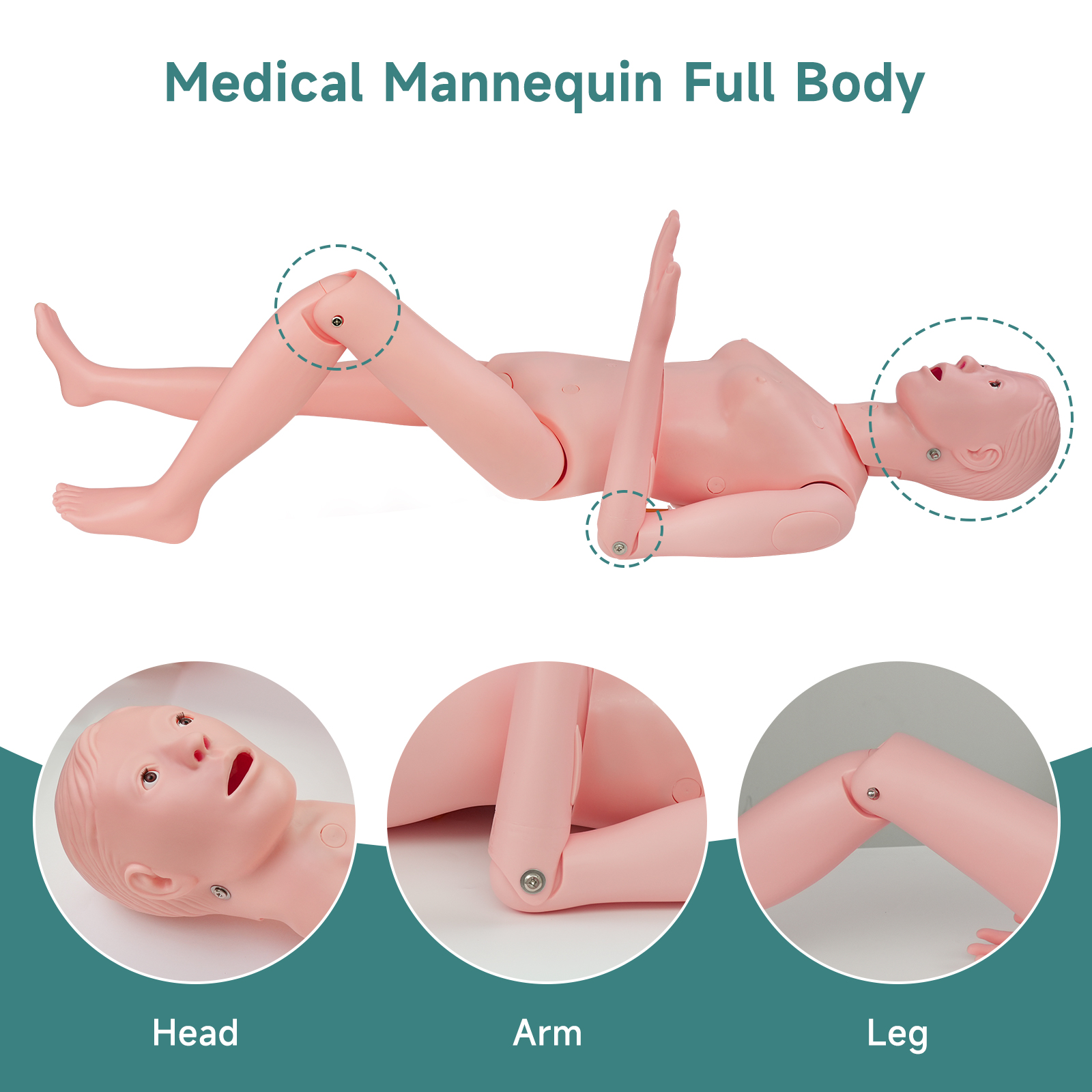 Medical Training Manikin (Female Version)