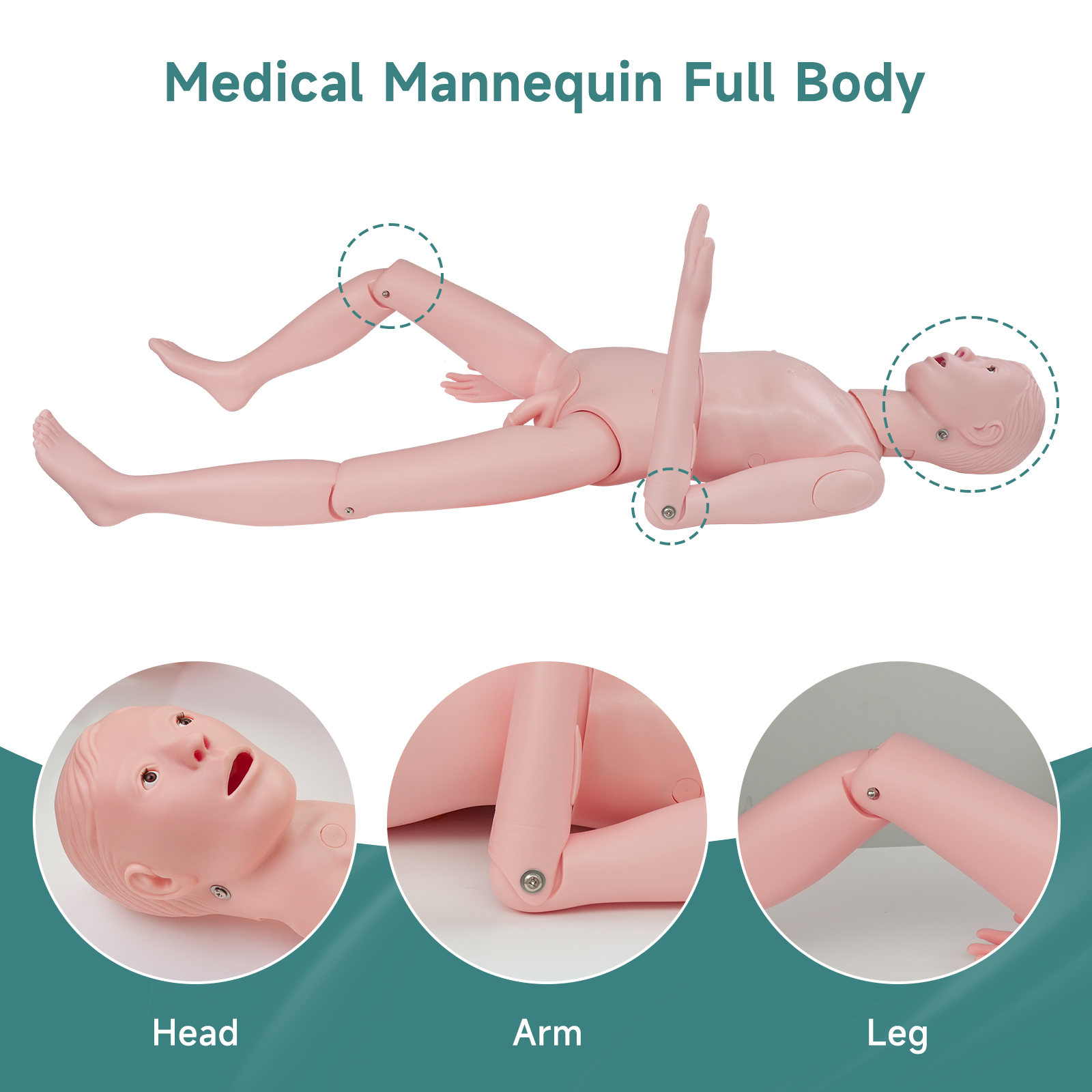 Adult Male Mannequin for Nursing Training
