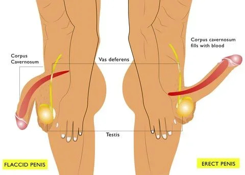Zentra 3-in-1 Male Enhancement Gummies: Maximize Size, Stamina & Hardness