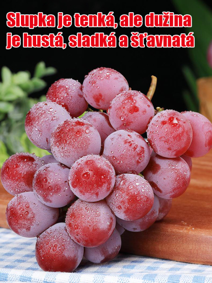 【S vůní vína】Semena hroznů královny Niny