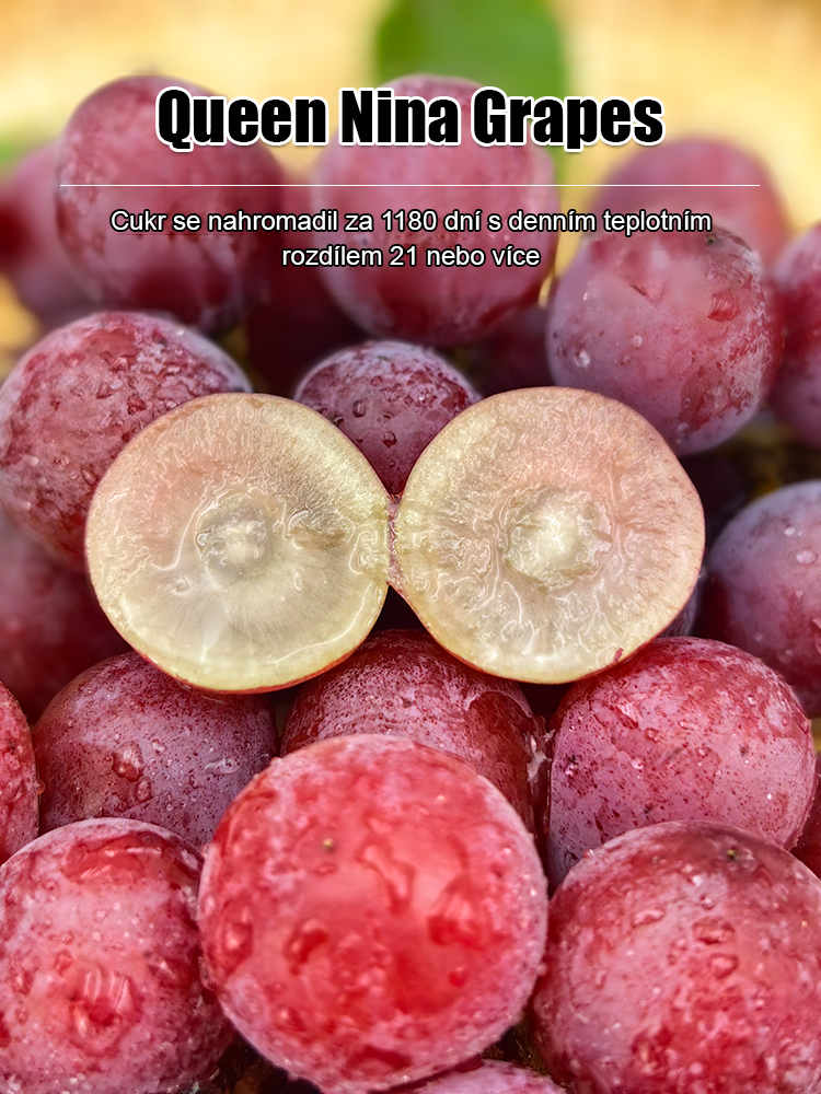 【S vůní vína】Semena hroznů královny Niny