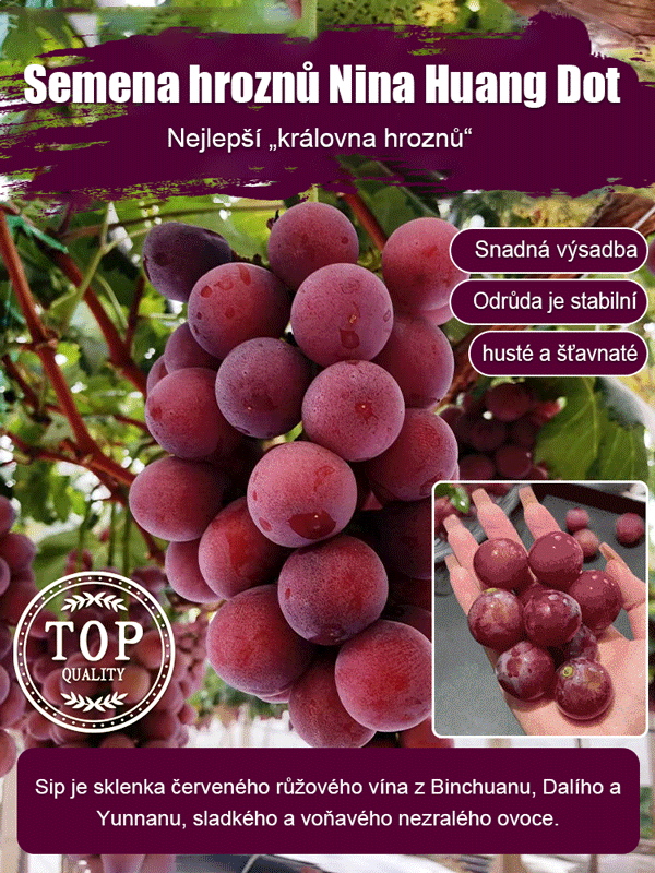 【S vůní vína】Semena hroznů královny Niny