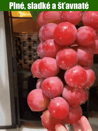 【S vůní vína】Semena hroznů královny Niny