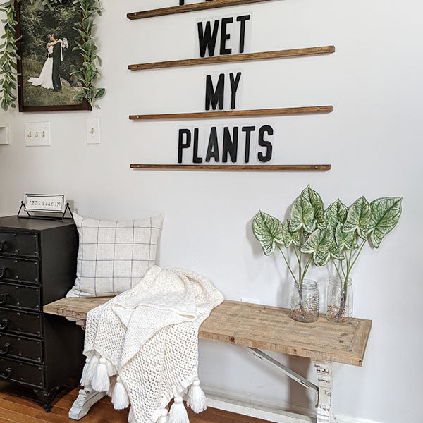 23 Inch Tall Caladium Plant, Set of 2