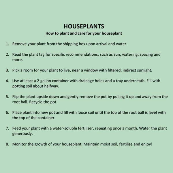 Begonia Polka Dot Houseplant, Pick Your Pot