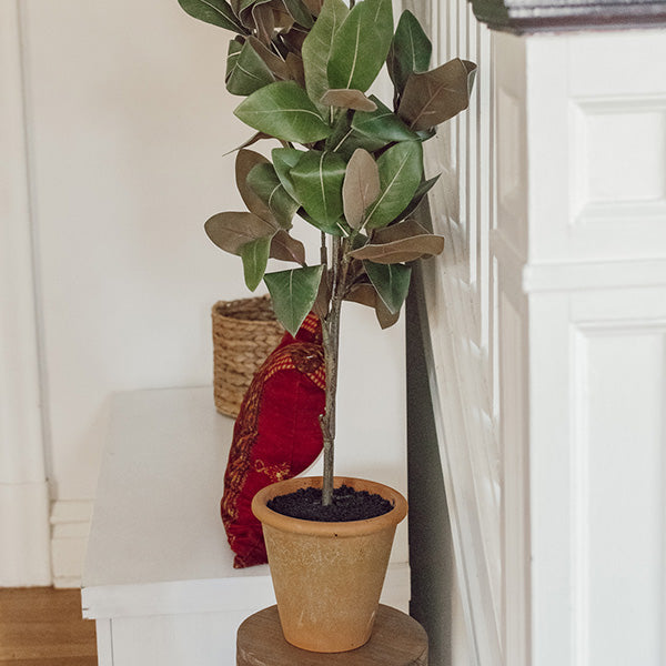 41" Tall Potted Faux Magnolia Sapling