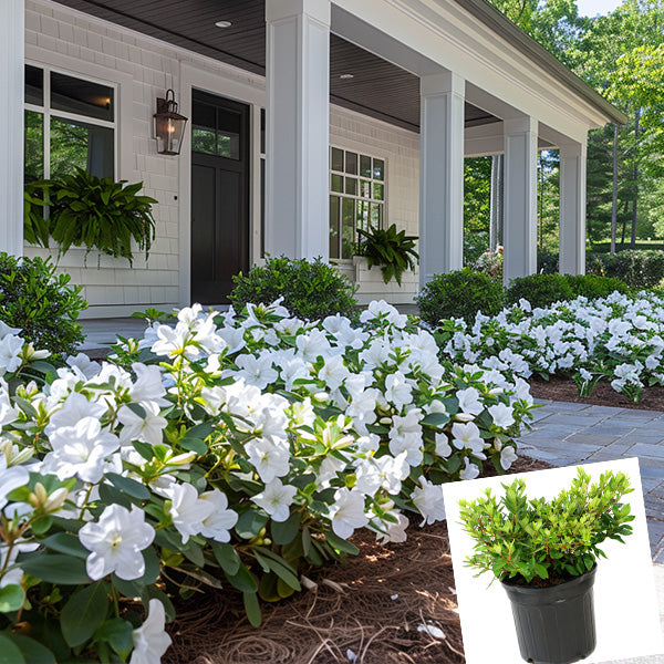 Azalea Floramore White in Trade Gallon