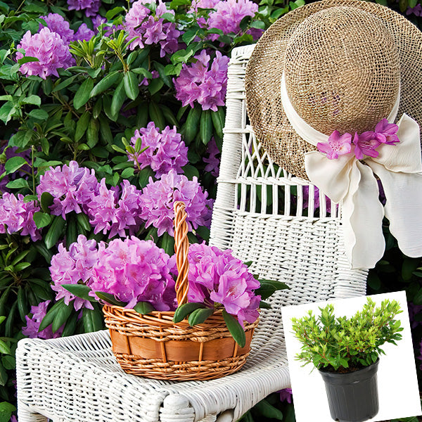 Azalea Floramore Lavender in Trade Gallon