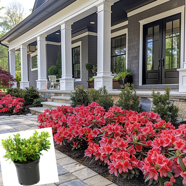 Azalea Red in Trade Gallon