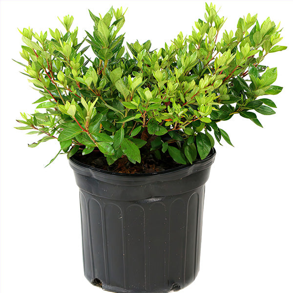 Azalea Red in Trade Gallon