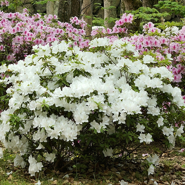 Azalea Floramore White in Trade Gallon
