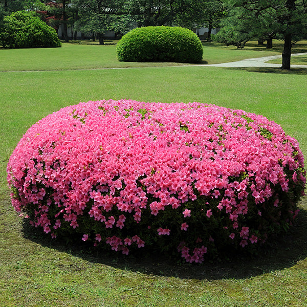 Azalea Floramore Pink in Trade Gallon
