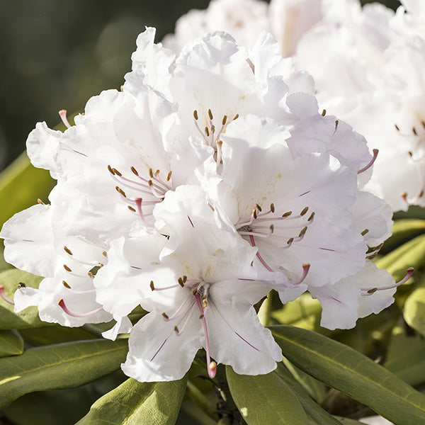 Azalea Floramore White in Trade Gallon