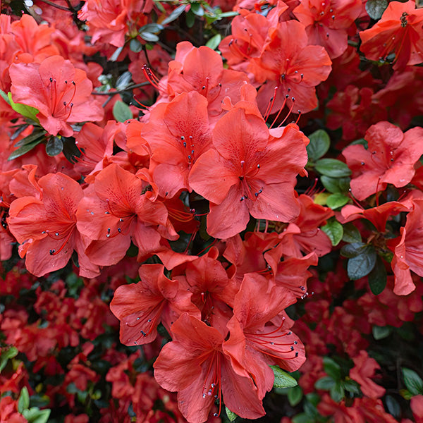 Azalea Red in Trade Gallon