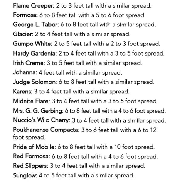 Azalea Red in Trade Gallon