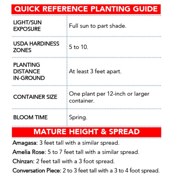 Azalea Red in Trade Gallon