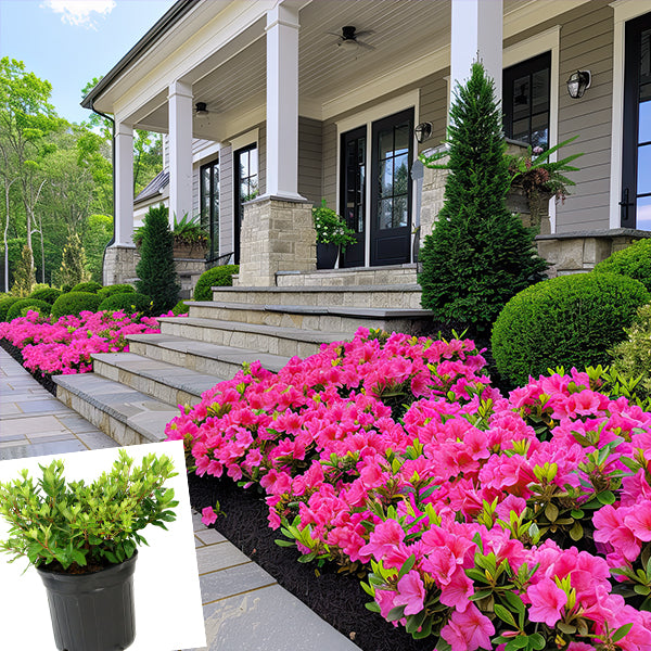 Azalea Floramore Hot Pink in Trade Gallon