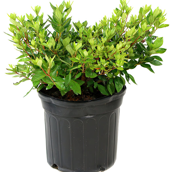 Azalea Floramore Hot Pink in Trade Gallon