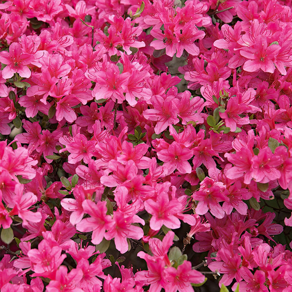 Azalea Floramore Hot Pink in Trade Gallon