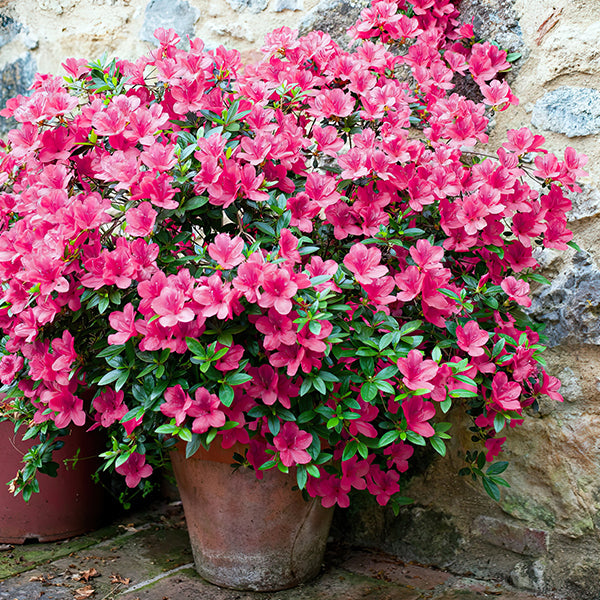 Azalea Floramore Hot Pink in Trade Gallon