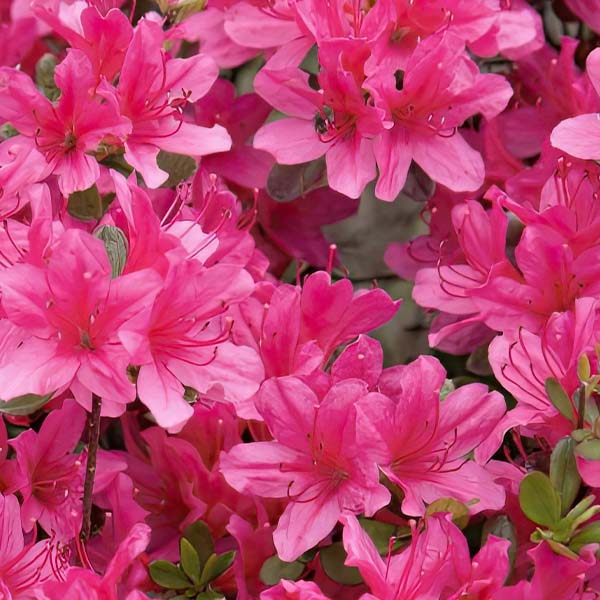 Azalea Floramore Hot Pink in Trade Gallon