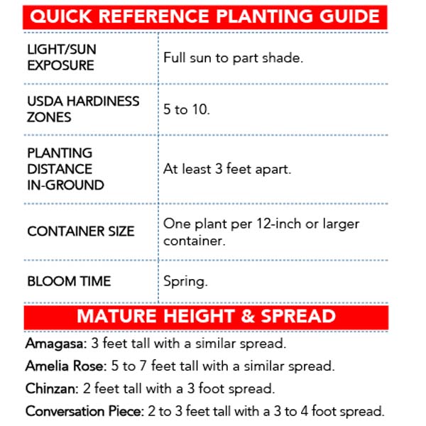 Azalea Floramore Hot Pink in Trade Gallon