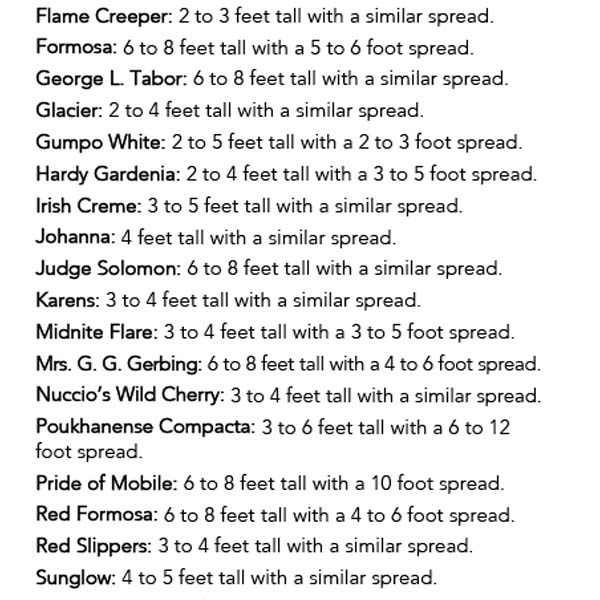 Azalea Floramore Hot Pink in Trade Gallon