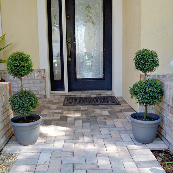 3g Eugenia 2- Ball Topiary