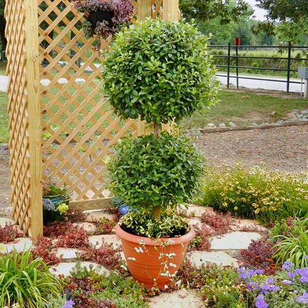 3g Eugenia 2- Ball Topiary