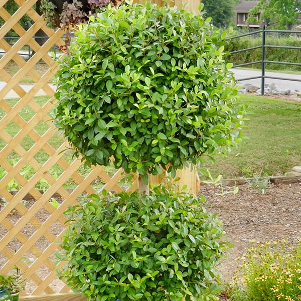 3g Eugenia 2- Ball Topiary