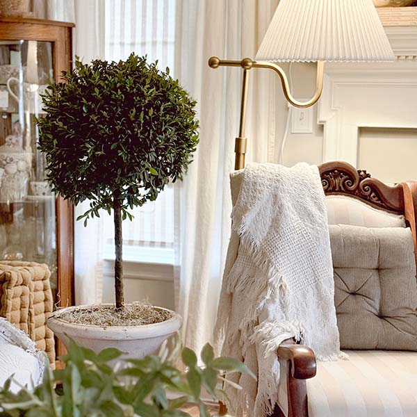 Eugenia 1 Ball Topiary