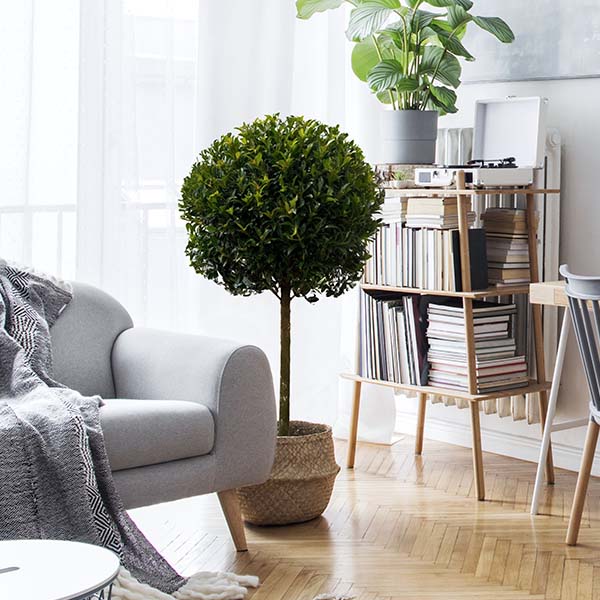 Eugenia 1 Ball Topiary