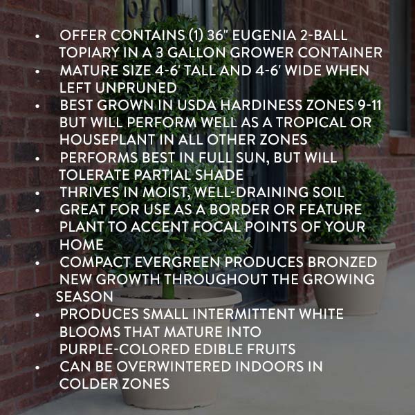 3g Eugenia 2- Ball Topiary