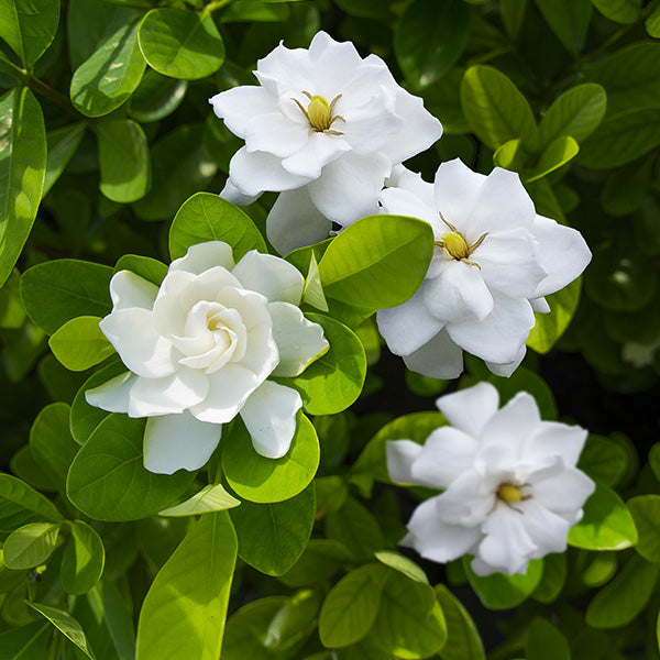 Braided Gardenia