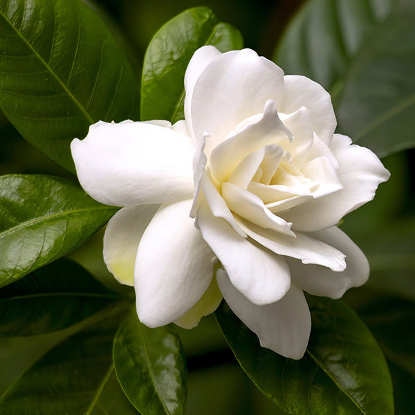 Braided Gardenia