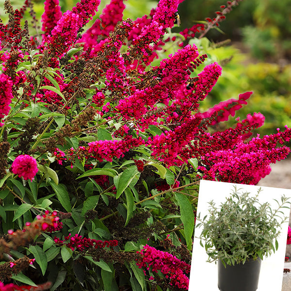 Buddleia Royal Red