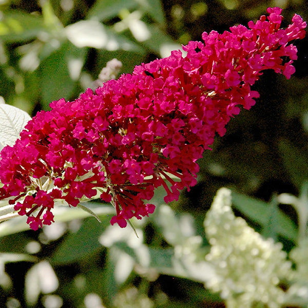 Buddleia Royal Red