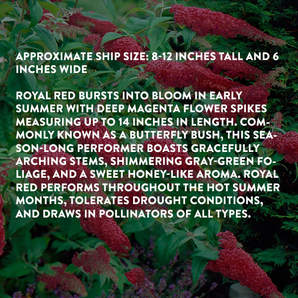 Buddleia Royal Red