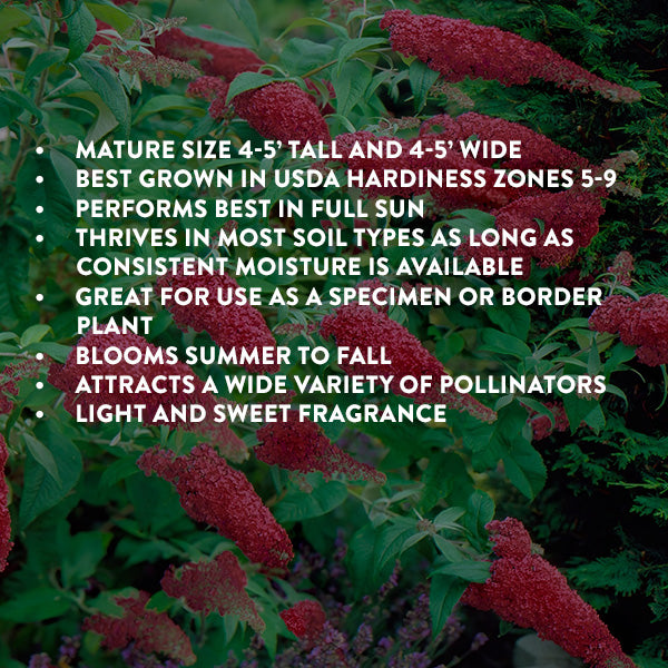 Buddleia Royal Red