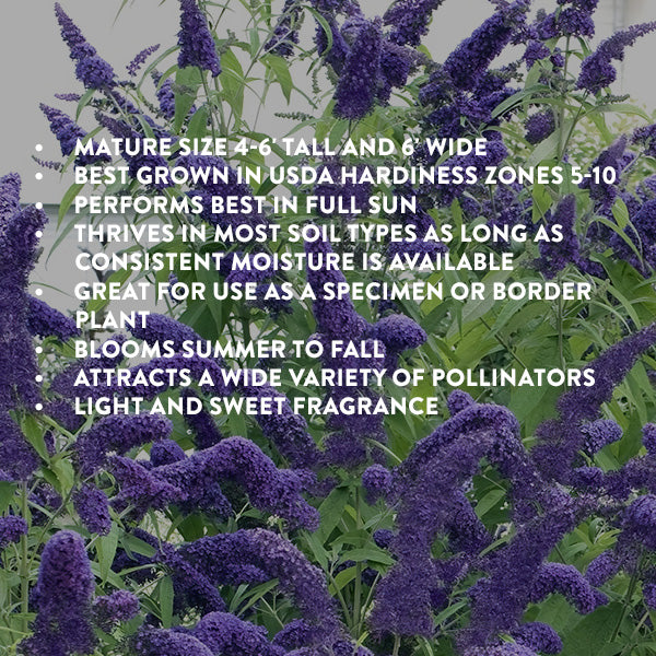 Buddleia True Blue