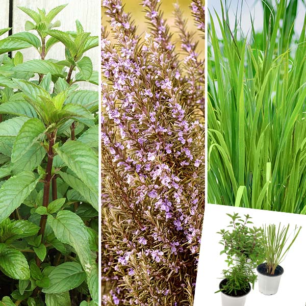 3 Herb Collection Chocolate Mint, Rosemary, Lemon Grass