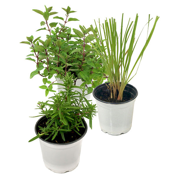 3 Herb Collection Chocolate Mint, Rosemary, Lemon Grass