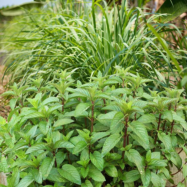 3 Herb Collection Chocolate Mint, Rosemary, Lemon Grass