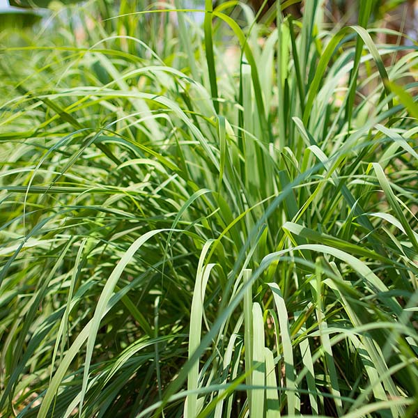 3 Herb Collection Chocolate Mint, Rosemary, Lemon Grass