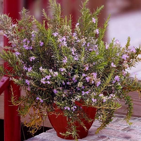 3 Herb Collection Chocolate Mint, Rosemary, Lemon Grass