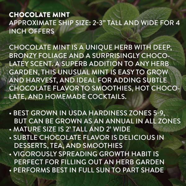 3 Herb Collection Chocolate Mint, Rosemary, Lemon Grass