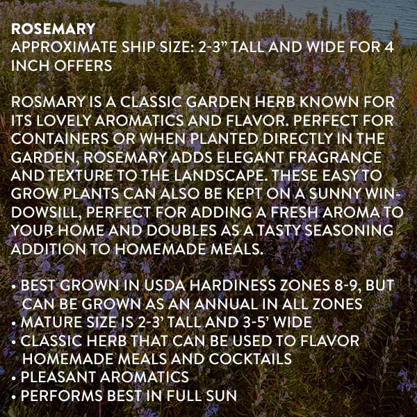 3 Herb Collection Chocolate Mint, Rosemary, Lemon Grass